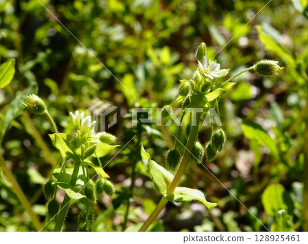 Small white flowers of chickweed blooming in Hama-rikyu Gardens Small white flowers of chickweed blooming in Hama-rikyu Gardens 128925461