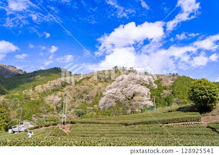 Mizume Sakura, Ushidai, a 300-year-old cherry tree in a tea field in Kawane-cho, Shimada City, Shizuoka Prefecture Mizume Sakura, Ushidai, a 300-year-old cherry tree in a tea field in Kawane-cho, Shimada City, Shizuoka Prefecture 128925541