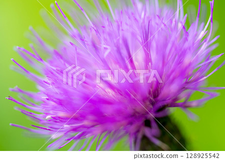 七月的薊 128925542