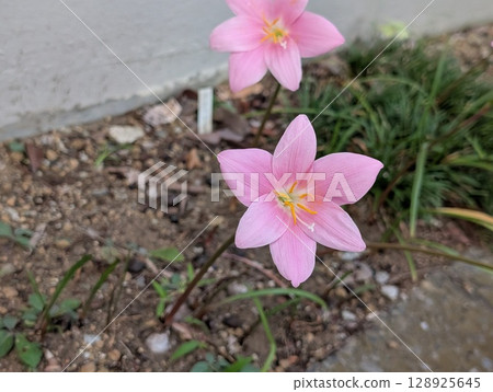 初夏花園裡盛開的粉紅蔥蘭花 128925645