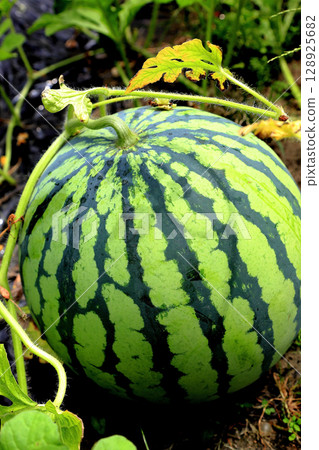 Summer vegetable from the alley: watermelon Summer vegetable from the alley: watermelon 128925682