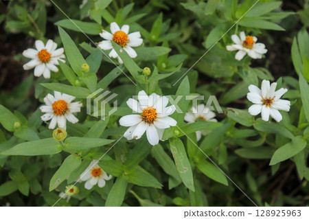 Flowers that brighten up late summer 128925963