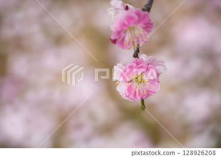 高地梅花了 128926208