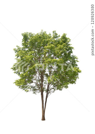 Isolated trees on white background. high qaulity tree on white background, full frame camera shoot for high resolution picture for both printing and web pages. 128926380