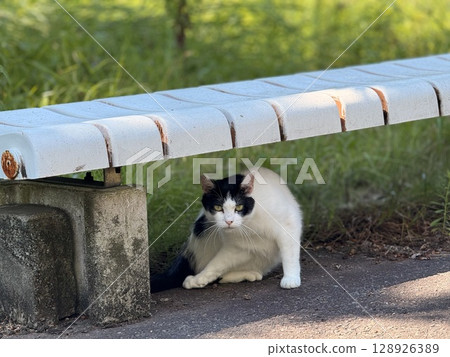 A black and white cat avoiding the sun on a bench A black and white cat avoiding the sun on a bench 128926389