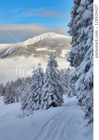 Snowy fairy tale with Snezka peak in Giant mountains 128926427