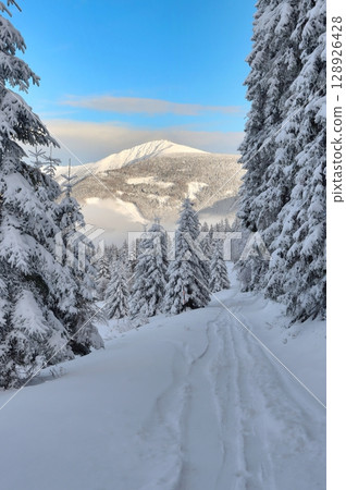 Snowy fairy tale with Snezka peak in Giant mountains Snowy fairy tale with Snezka peak in Giant mountains 128926428