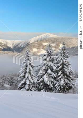 Snowy fairy tale with Snezka peak in Giant mountains 128926429