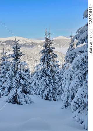 Snowy fairy tale with Snezka peak in Giant mountains 128926434