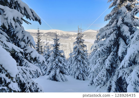 Snowy fairy tale with Snezka peak in Giant mountains 128926435