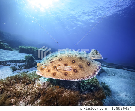 比目魚在海中游泳的圖片 128926454