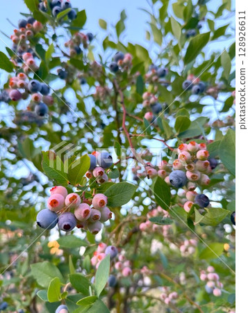 blueberry blueberry 128926611