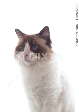 Purebred domestic cat Ragdoll on white background 128926668