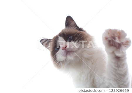 Cheerful curious Ragdoll cat on white background 128926669