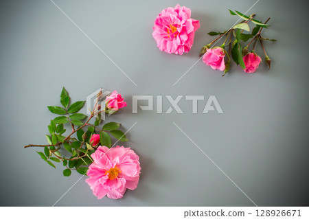 Pink petals and branches with buds Pink petals and branches with buds 128926671
