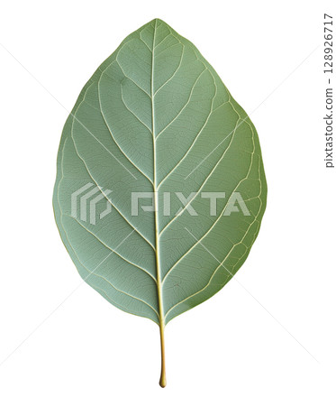 Eucalyptus Leaf Eucalyptus Leaf 128926717