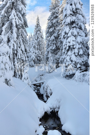 Beautiful snowy forest in Giant mountains 128926988