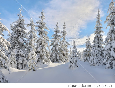 Beautiful snowy forest in Giant mountains 128926993