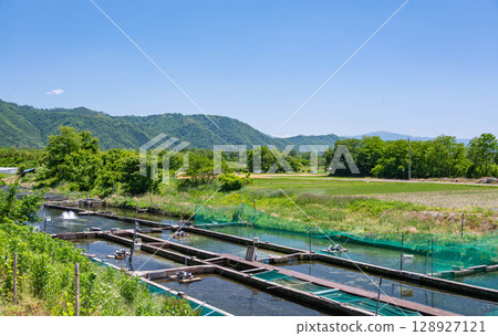 Rainbow trout farm and rural scenery in early summer, Azumino Rainbow trout farm and rural scenery in early summer, Azumino 128927121