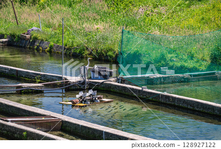 初夏的安曇野虹鱒魚養殖場 128927122