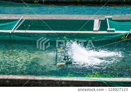 Rainbow trout farming, splashing water at Hodaka 128927123