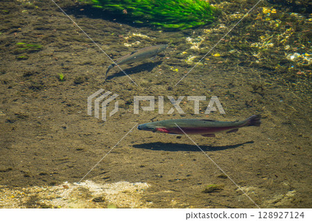安曇野市穗高虹鱒魚養殖場 128927124