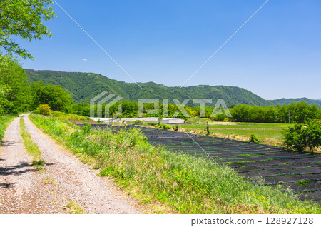 安曇野市穗高町高瀨川沿岸的山葵田 安曇野市穗高町高瀨川沿岸的山葵田 128927128