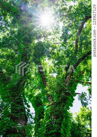 一棵爬滿常春藤的大樹，陽光照射進來 128927129