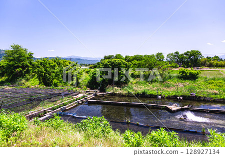 Rainbow trout farm Azumino Rainbow trout farm Azumino 128927134
