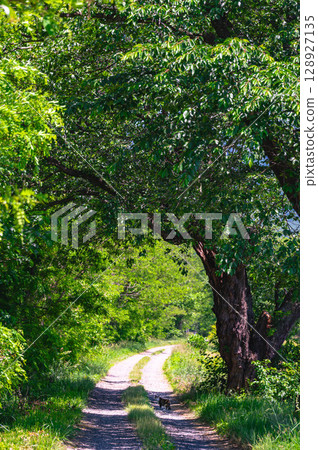 Walking through an arch of fresh green trees in Azumino Walking through an arch of fresh green trees in Azumino 128927135