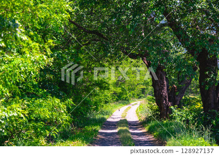 Walking through an arch of fresh green trees in Azumino 128927137