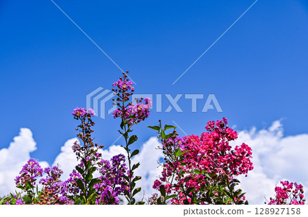 Summer sky and crape myrtle flowers 128927158