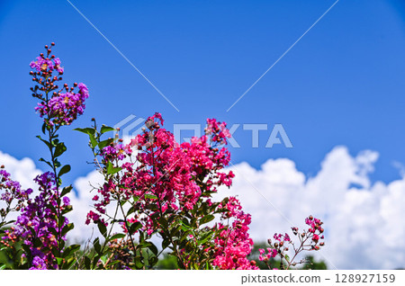 夏日的天空和紫薇花 128927159