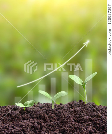 Young green seedling are growing from the rich soil in sunlight. Business growth, success, development and profit. Ecology and business concept. Plant growth evolution from seed to sapling. 128927397