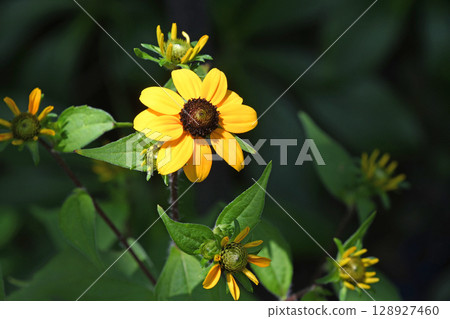 Rudbekia · Takao 128927460