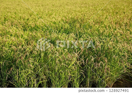 New rice harvest season, rice shortage year, rice 128927491