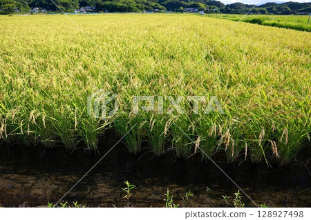 New rice harvest season, rice shortage year, rice New rice harvest season, rice shortage year, rice 128927498