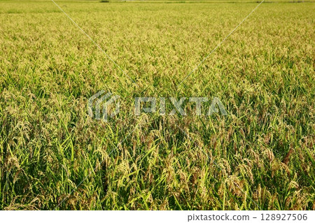 New rice harvest season, rice shortage year, rice 128927506