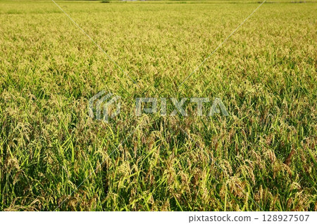 New rice harvest season, rice shortage year, rice 128927507