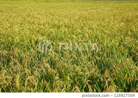 新稻收穫季節，稻米短缺年，稻米 128927509