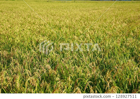 New rice harvest season, rice shortage year, rice 128927511