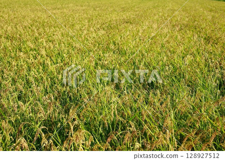 新稻收穫季節，稻米短缺年，稻米 128927512