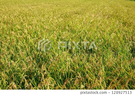 New rice harvest season, rice shortage year, rice 128927513