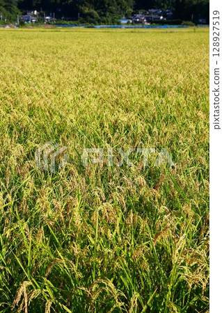 New rice harvest season, rice shortage year, rice New rice harvest season, rice shortage year, rice 128927519