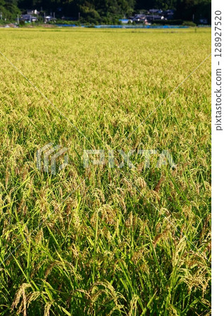 New rice harvest season, rice shortage year, rice 128927520