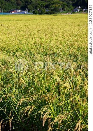 Golden rice ears are ready for harvest - the season of new rice Golden rice ears are ready for harvest - the season of new rice 128927523