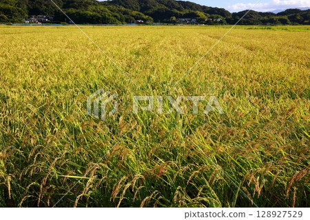Golden rice ears are ready for harvest - the season of new rice 128927529
