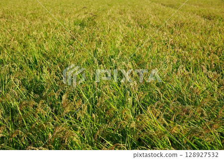 Golden rice ears are ready for harvest - the season of new rice Golden rice ears are ready for harvest - the season of new rice 128927532
