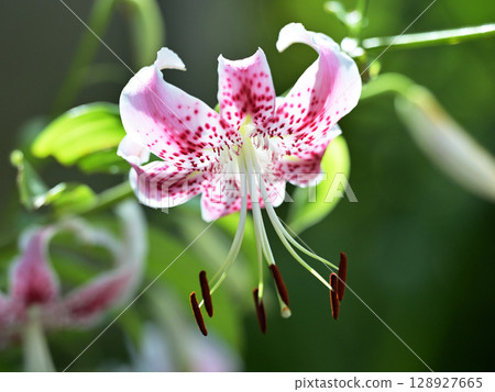 Yoko Kanoko (Yuri Kanoko) Yoko Kanoko (Yuri Kanoko) 128927665