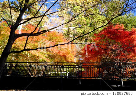 Autumn leaves along the walking path [Tsukui, Sagamihara City, December] 128927693